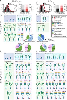 Profound N-glycan remodelling accompanies MHC-II immunopeptide presentation